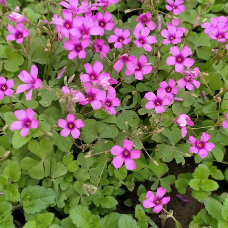 红花炸酱草种根酢浆草红花草矮生工程绿化紫花草种根幸运草