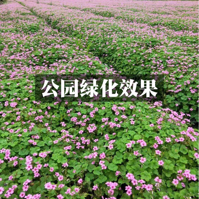红花炸酱草种根酢浆草红花草矮生工程绿化紫花草种根幸运草