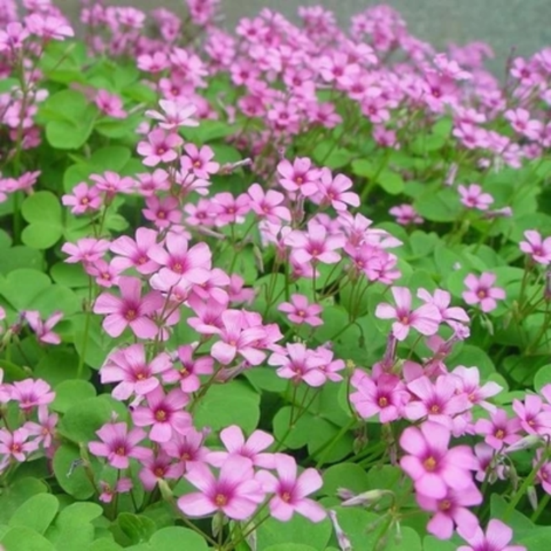 红花炸酱草种根酢浆草红花草矮生工程绿化紫花草种根幸运草