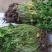 红花炸酱草种根酢浆草红花草矮生工程绿化紫花草种根幸运草