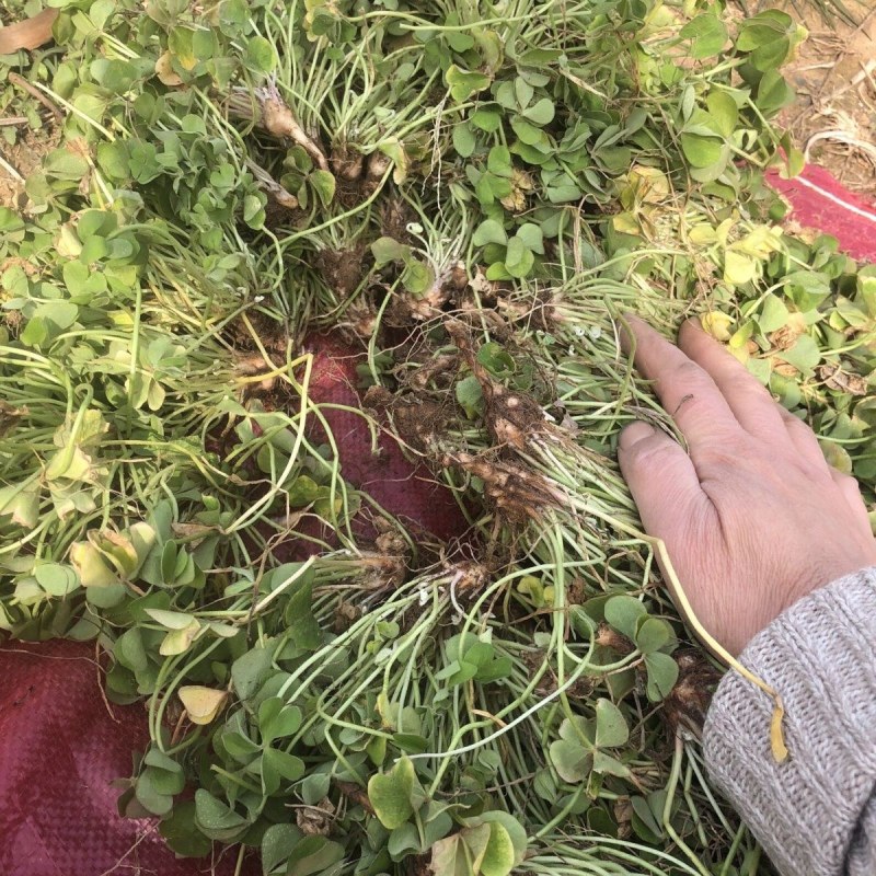 红花炸酱草种根酢浆草红花草矮生工程绿化紫花草种根幸运草