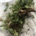 红花炸酱草种根酢浆草红花草矮生工程绿化紫花草种根幸运草