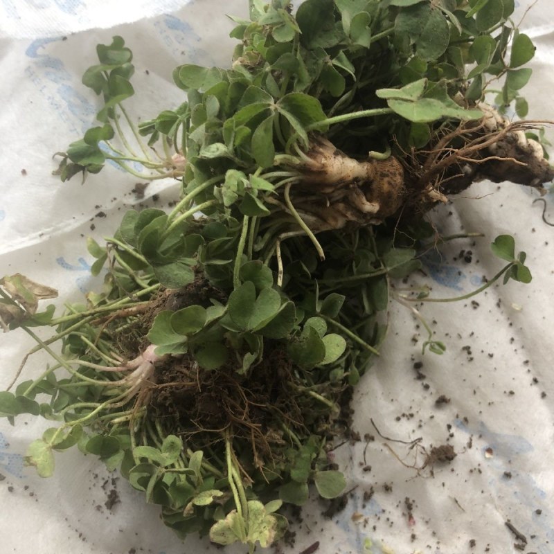 红花炸酱草种根酢浆草红花草矮生工程绿化紫花草种根幸运草
