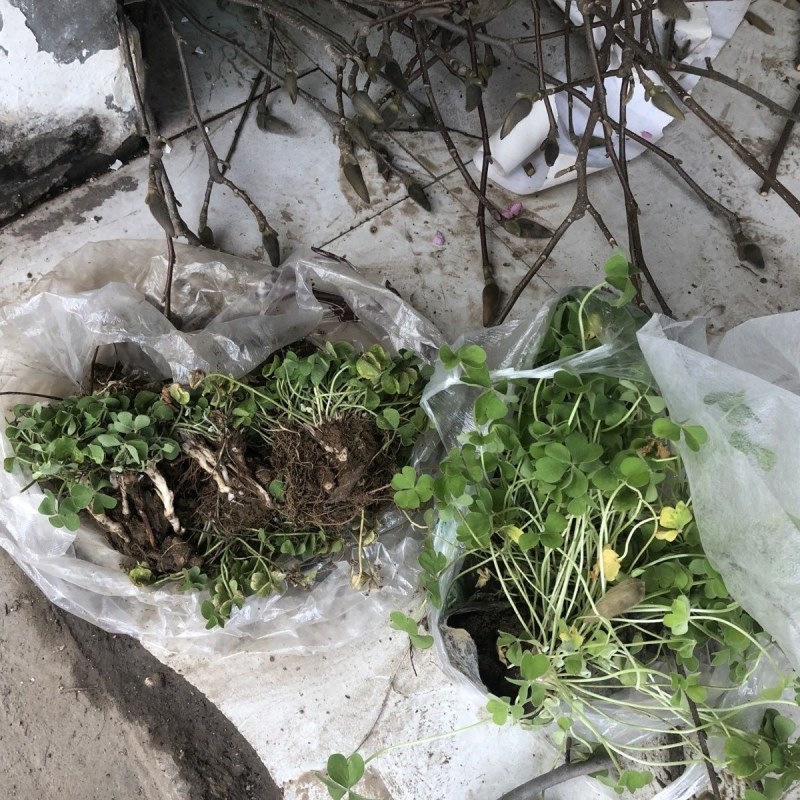 红花炸酱草种根酢浆草红花草矮生工程绿化紫花草种根幸运草
