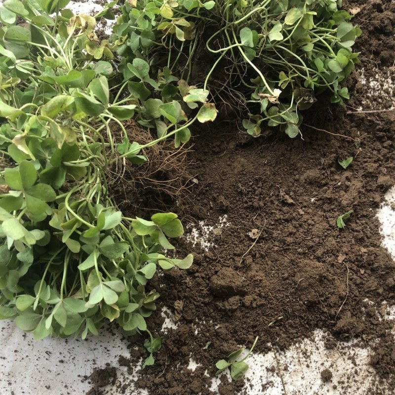 红花炸酱草种根酢浆草红花草矮生工程绿化紫花草种根幸运草