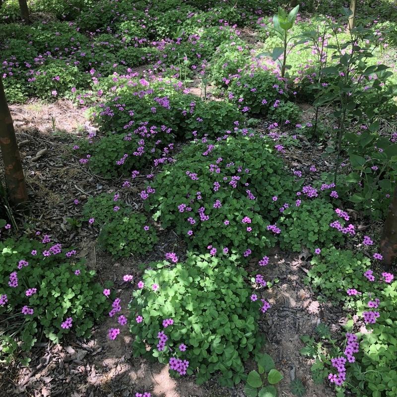 红花炸酱草种根酢浆草红花草矮生工程绿化紫花草种根幸运草