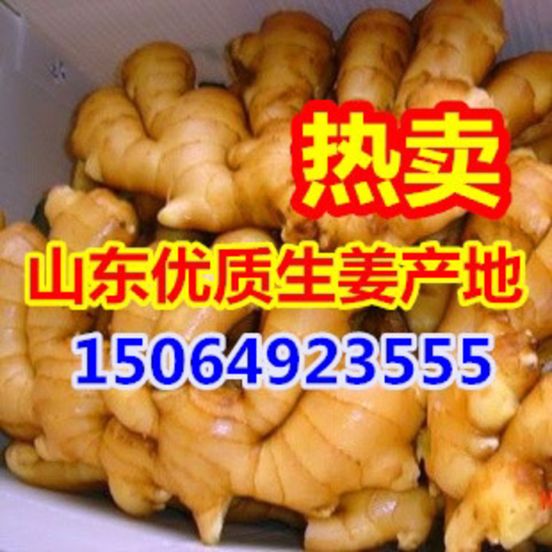 大黄姜【电商团购】生姜产地价格低，全国发货保证质量发货快