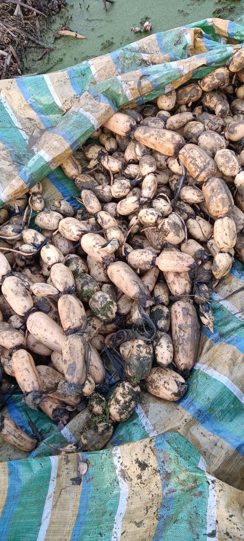 莲藕货源充足，保质保量，可供应超市，市场，支持视频看货