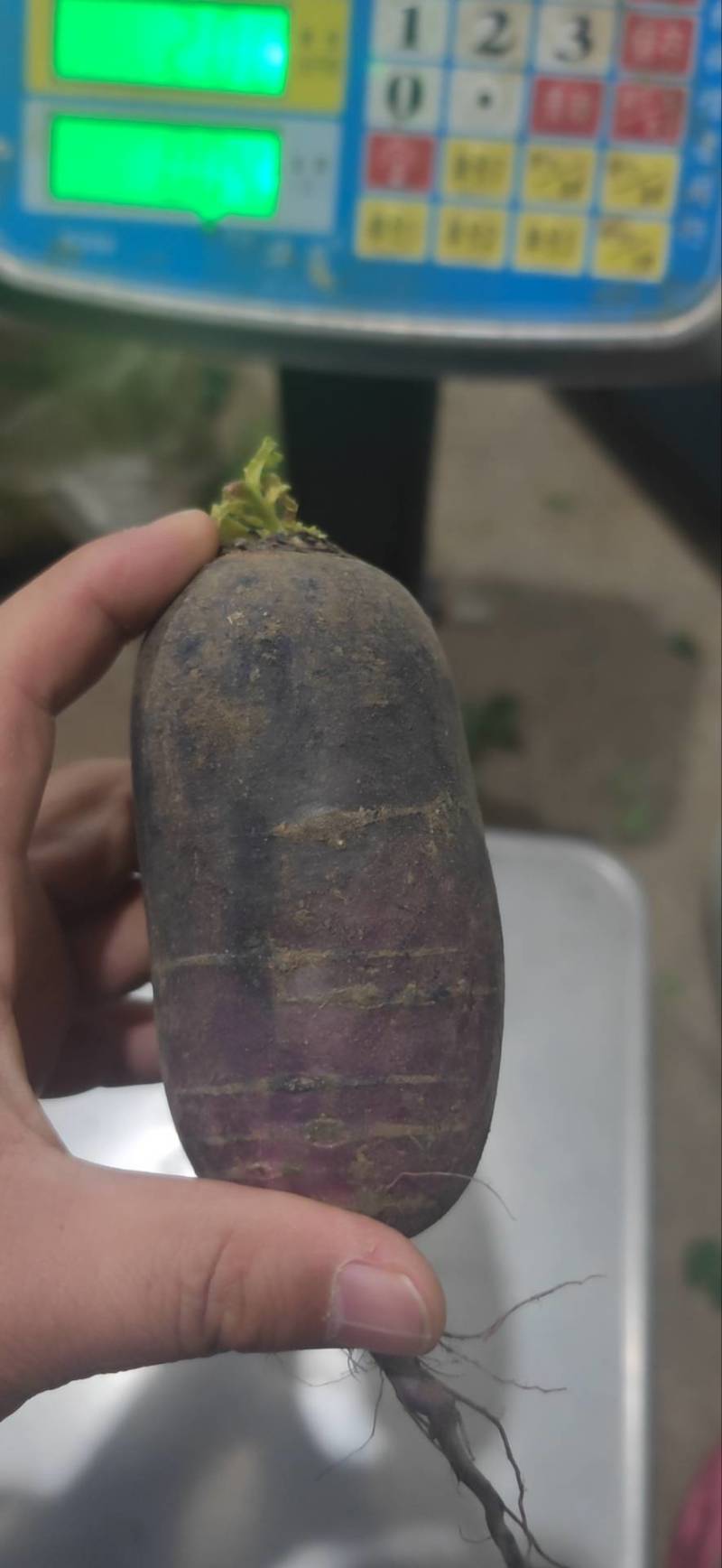 冰激凌萝卜