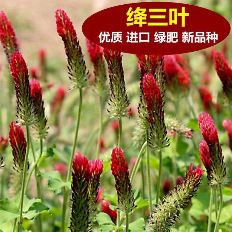 果园绿肥种子地中海三叶草绛三叶果园花卉蜜源鸡鸭牛