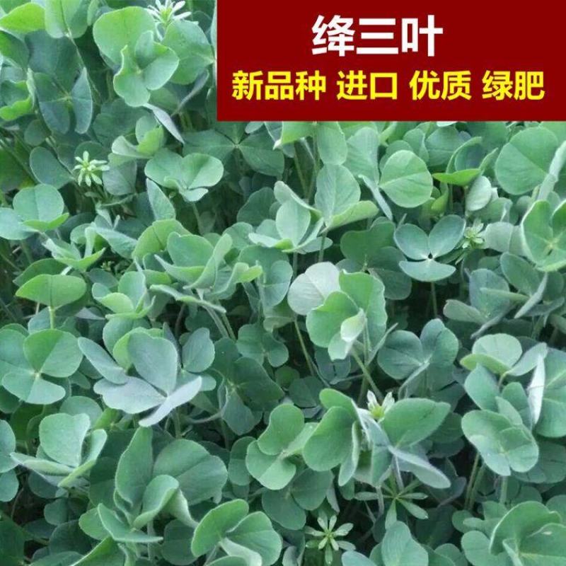果园绿肥种子地中海三叶草绛三叶果园花卉蜜源鸡鸭牛