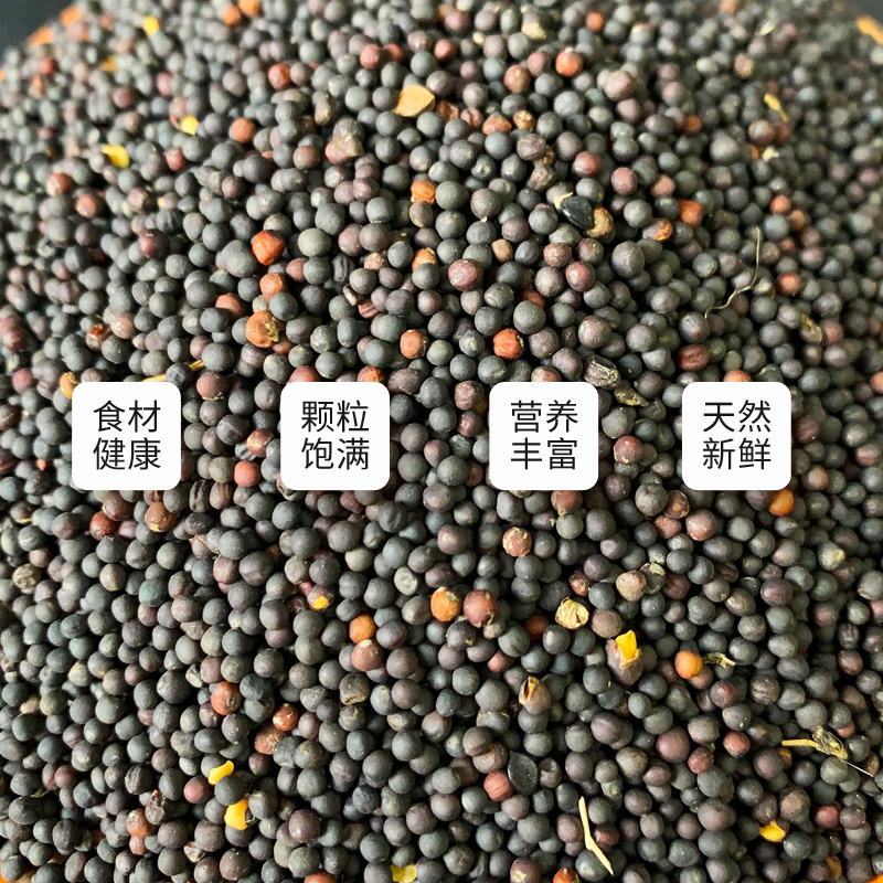 新疆精品油菜籽，颗粒饱满，原产地一手货源，货源充足
