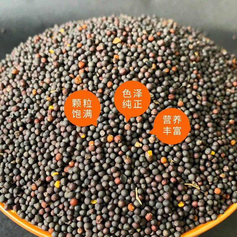 新疆精品油菜籽，颗粒饱满，原产地一手货源，货源充足