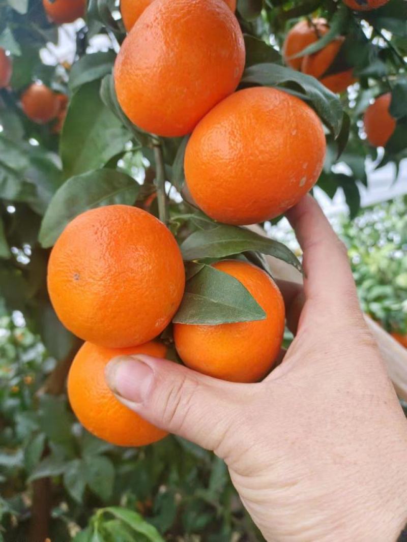 沃柑