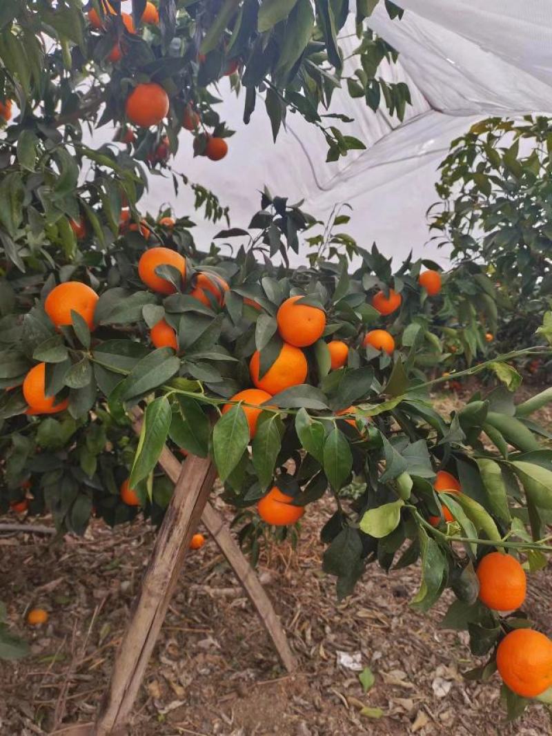 沃柑
