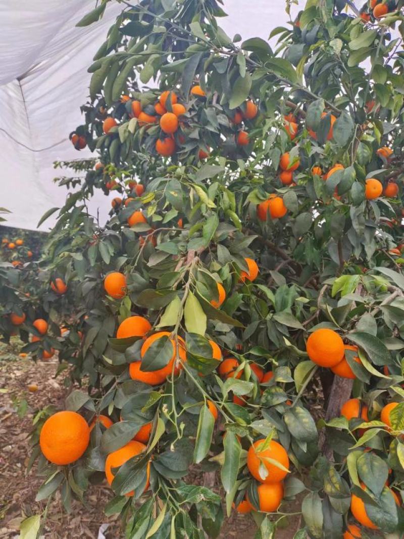 沃柑