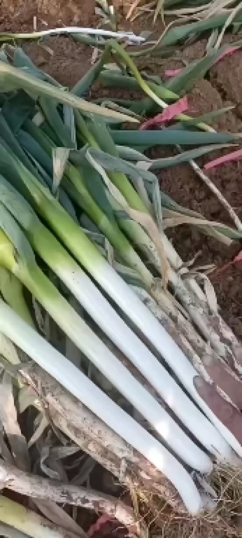 铁杆钢葱一代正品