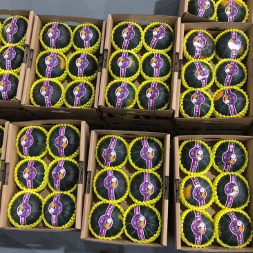 精品贝贝南瓜，欢迎电商，社区团购等老板来电咨询