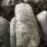 【菌棒】平菇菌棒，河北基地供应，质优价廉，量大优惠，欢迎电联