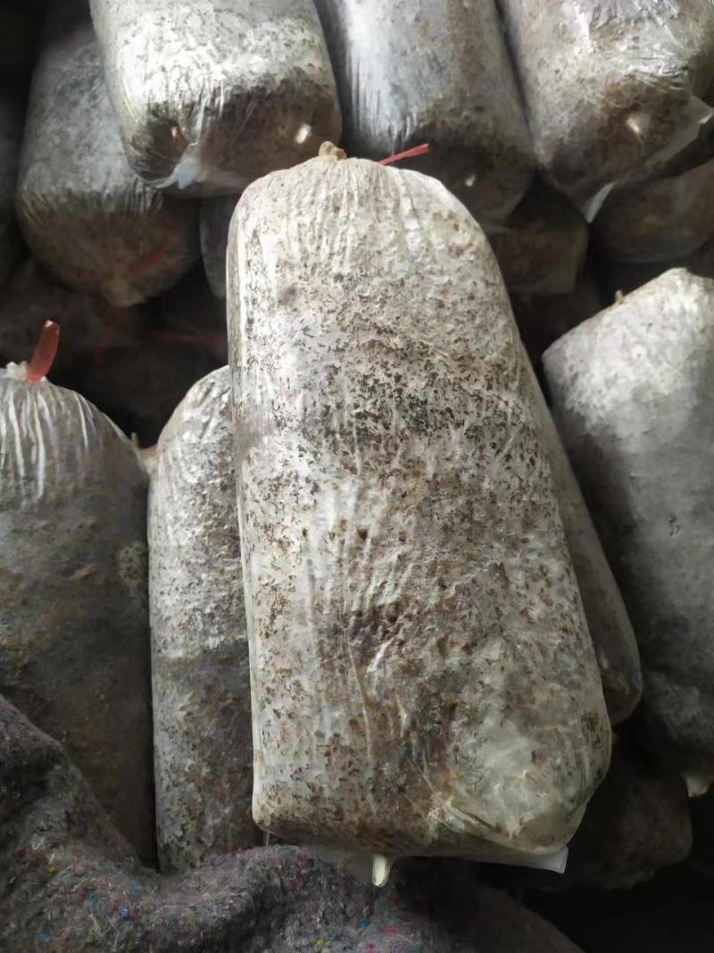 【菌棒】平菇菌棒，河北基地供应，质优价廉，量大优惠，欢迎电联