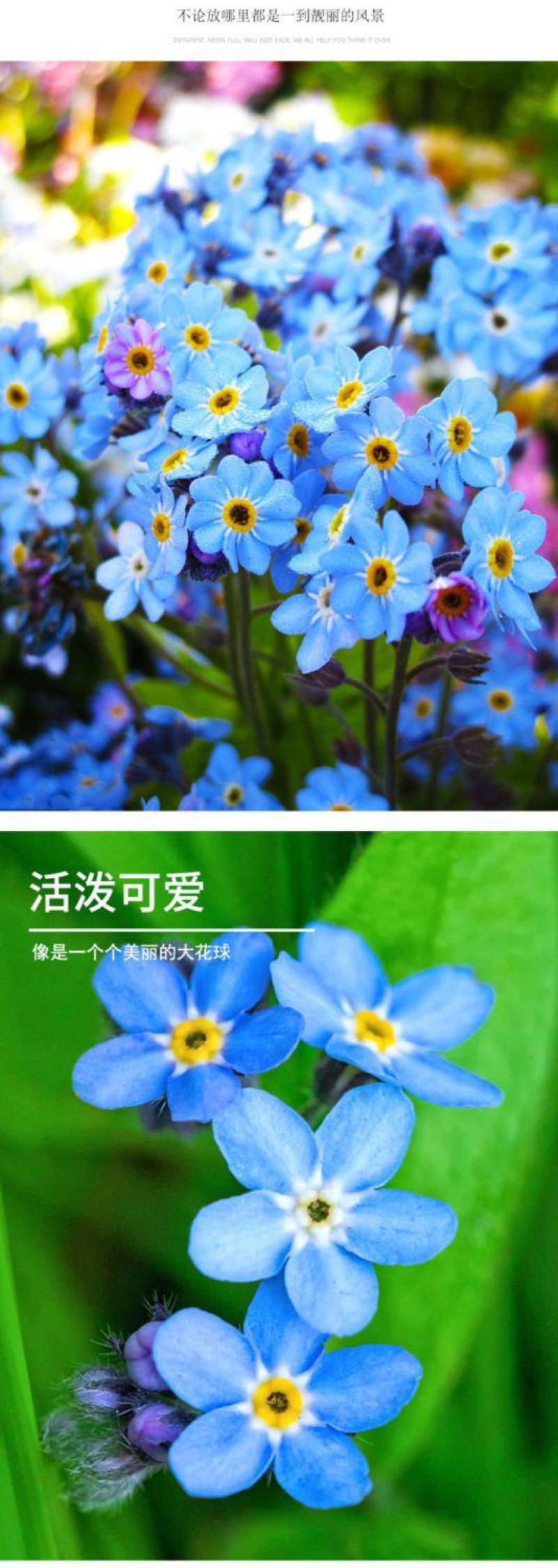 勿忘草种子，蓝色粉色勿忘草花卉种子多年生勿忘草盆栽耐寒