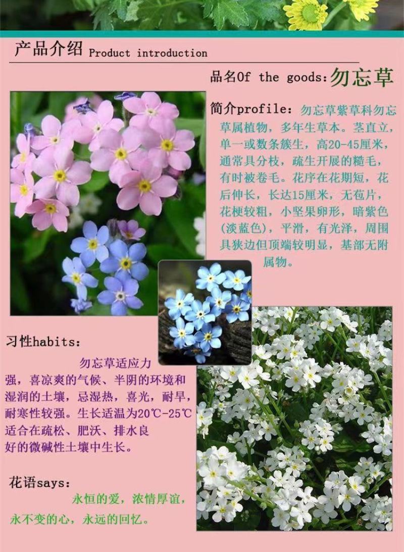 勿忘草种子，蓝色粉色勿忘草花卉种子多年生勿忘草盆栽耐寒