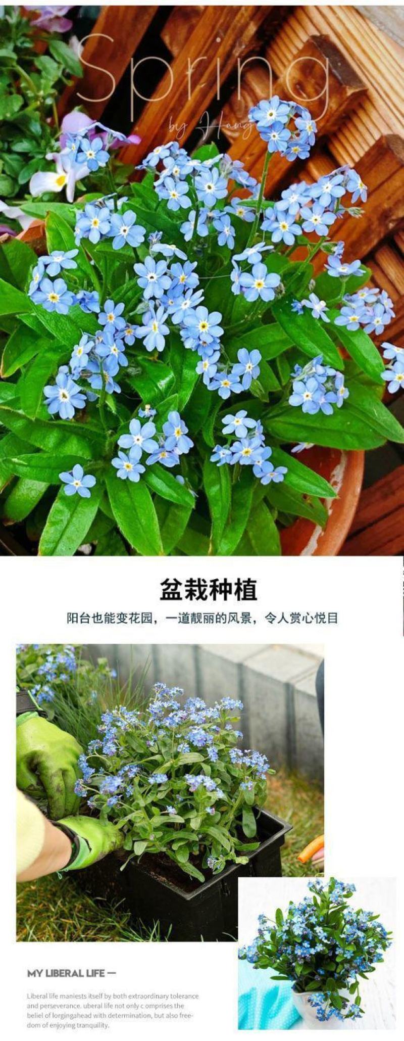 勿忘草种子，蓝色粉色勿忘草花卉种子多年生勿忘草盆栽耐寒