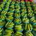 绿皮西葫芦新鲜采摘色绿条顺对接市场商超批发价