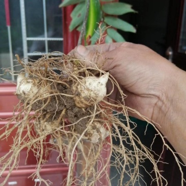 （包邮）多花姜型甜黄精野生姜形黄精块茎种子。