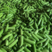 绿皮西葫芦新鲜采摘色绿条顺对接市场商超批发价