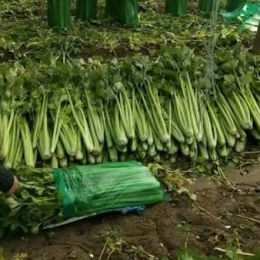 商河精品芹菜