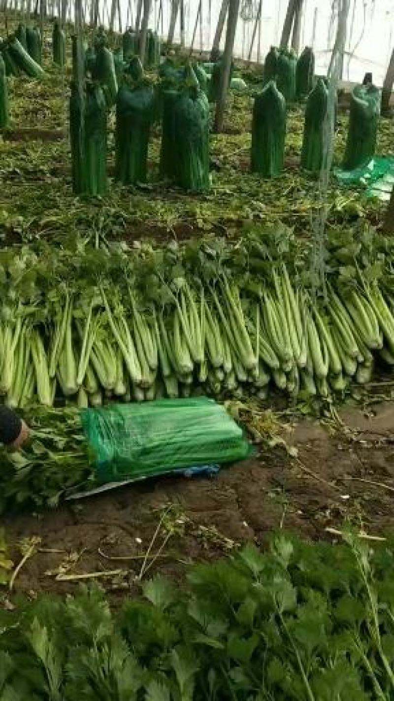 商河精品芹菜