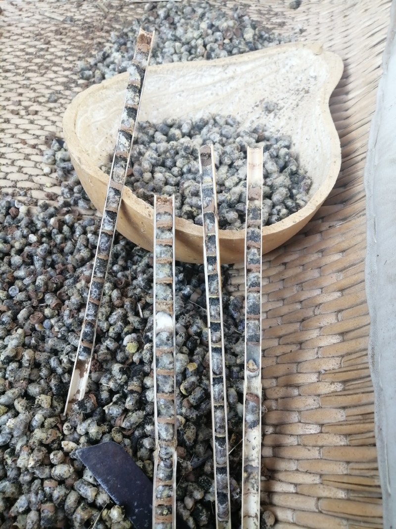 授粉用的壁蜂不用人工喂养耐低温免费技术指导欢迎来电