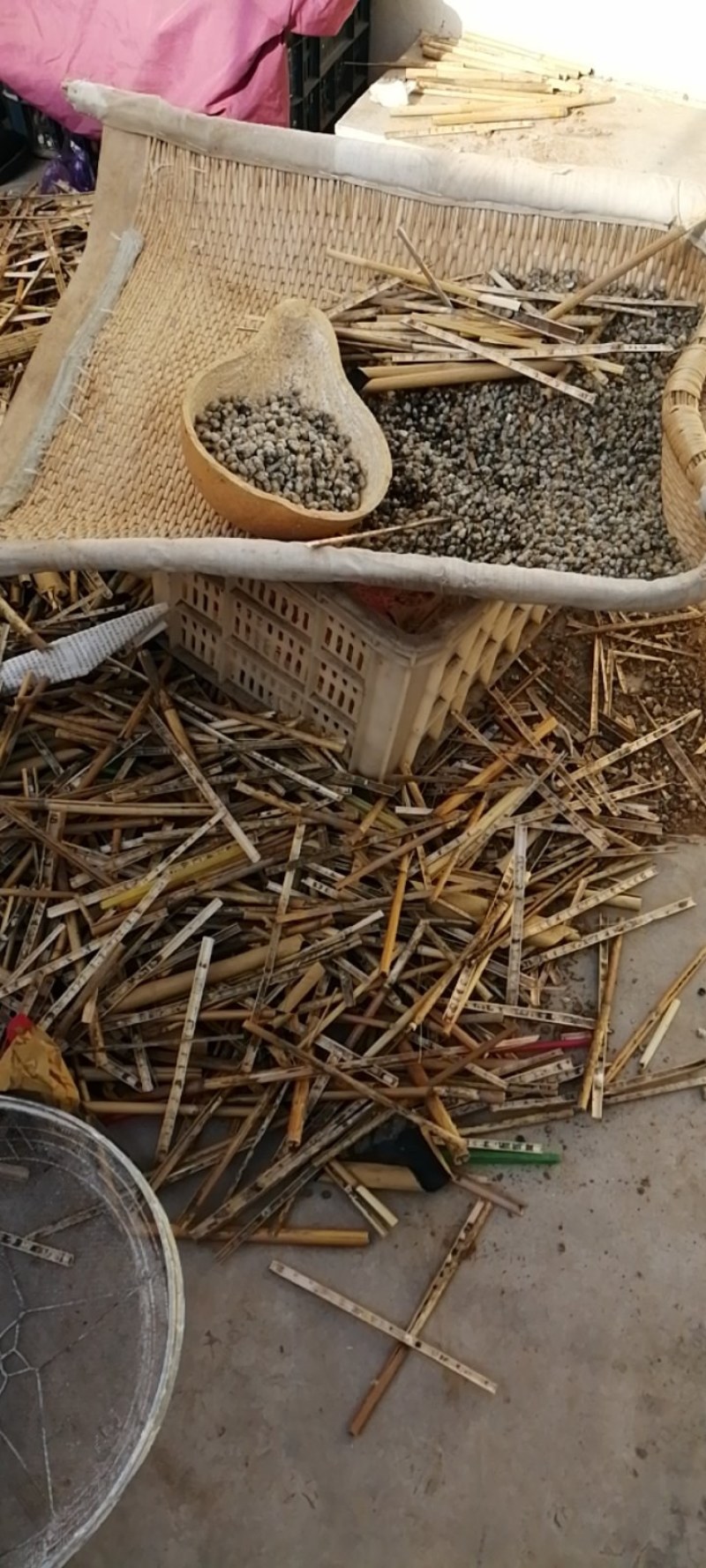授粉用的壁蜂不用人工喂养耐低温免费技术指导欢迎来电