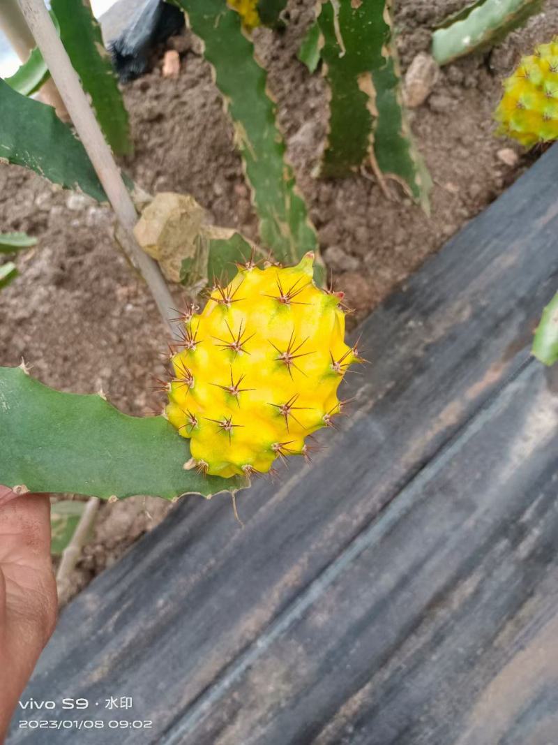 燕窝果