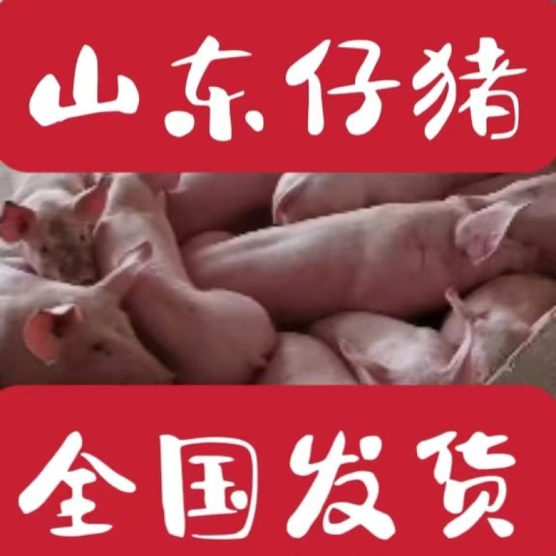 山东猪场直发/货到付款（品种有/长白杜洛克三元）