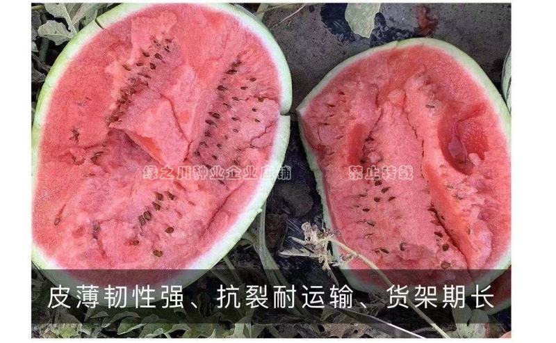 西农八号西瓜种子大果红瓤高产抗病耐重茬花皮西瓜种籽