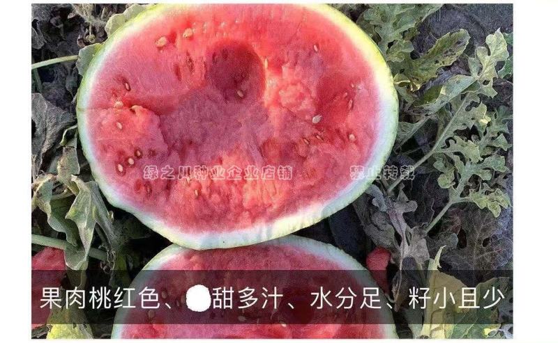 西农八号西瓜种子大果红瓤高产抗病耐重茬花皮西瓜种籽