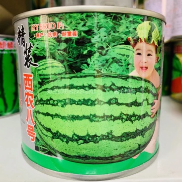 西农八号西瓜种子大果红瓤高产抗病耐重茬花皮西瓜种籽