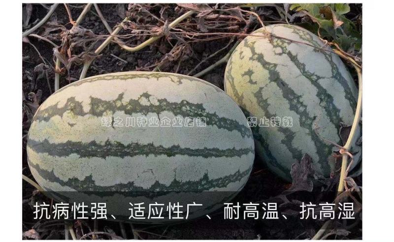 西农八号西瓜种子大果红瓤高产抗病耐重茬花皮西瓜种籽