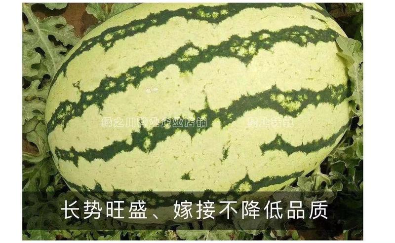 西农八号西瓜种子大果红瓤高产抗病耐重茬花皮西瓜种籽