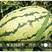 西农八号西瓜种子大果红瓤高产抗病耐重茬花皮西瓜种籽