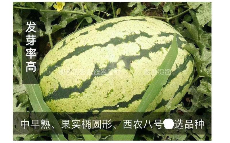 西农八号西瓜种子大果红瓤高产抗病耐重茬花皮西瓜种籽