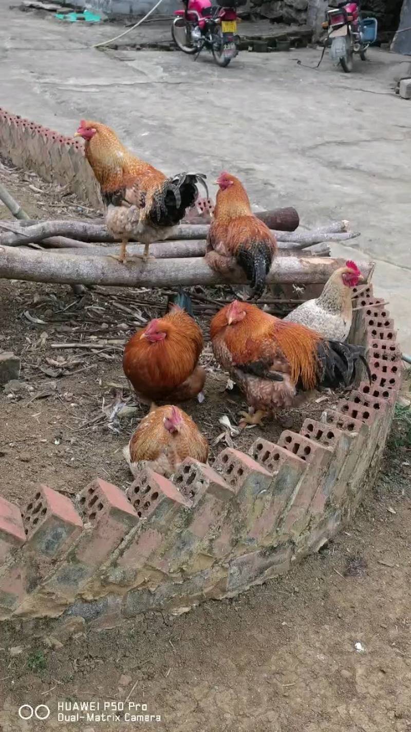 广西大化七百弄鸡