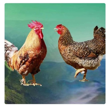 广西大化七百弄鸡
