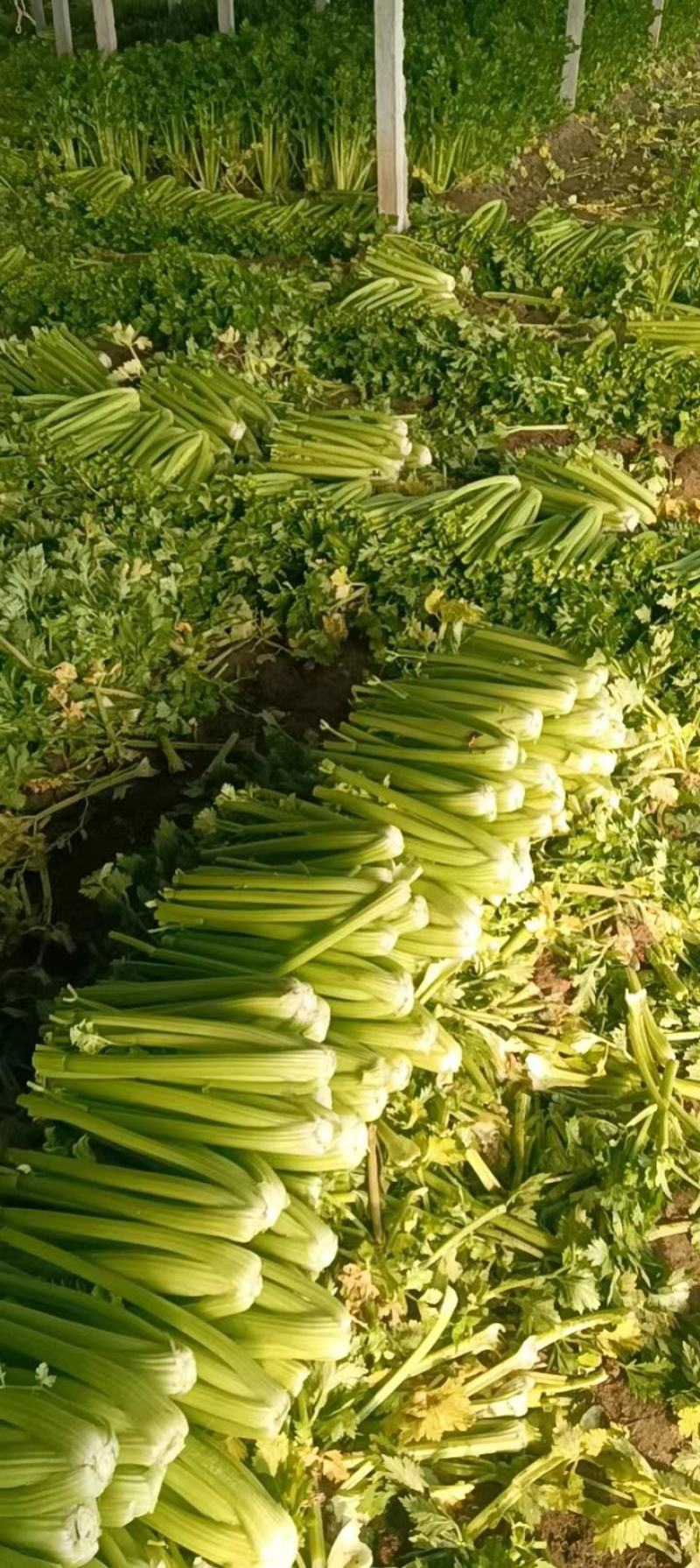 山东万亩大棚西芹山东芹菜实力代办按需分配包装提供优质服务