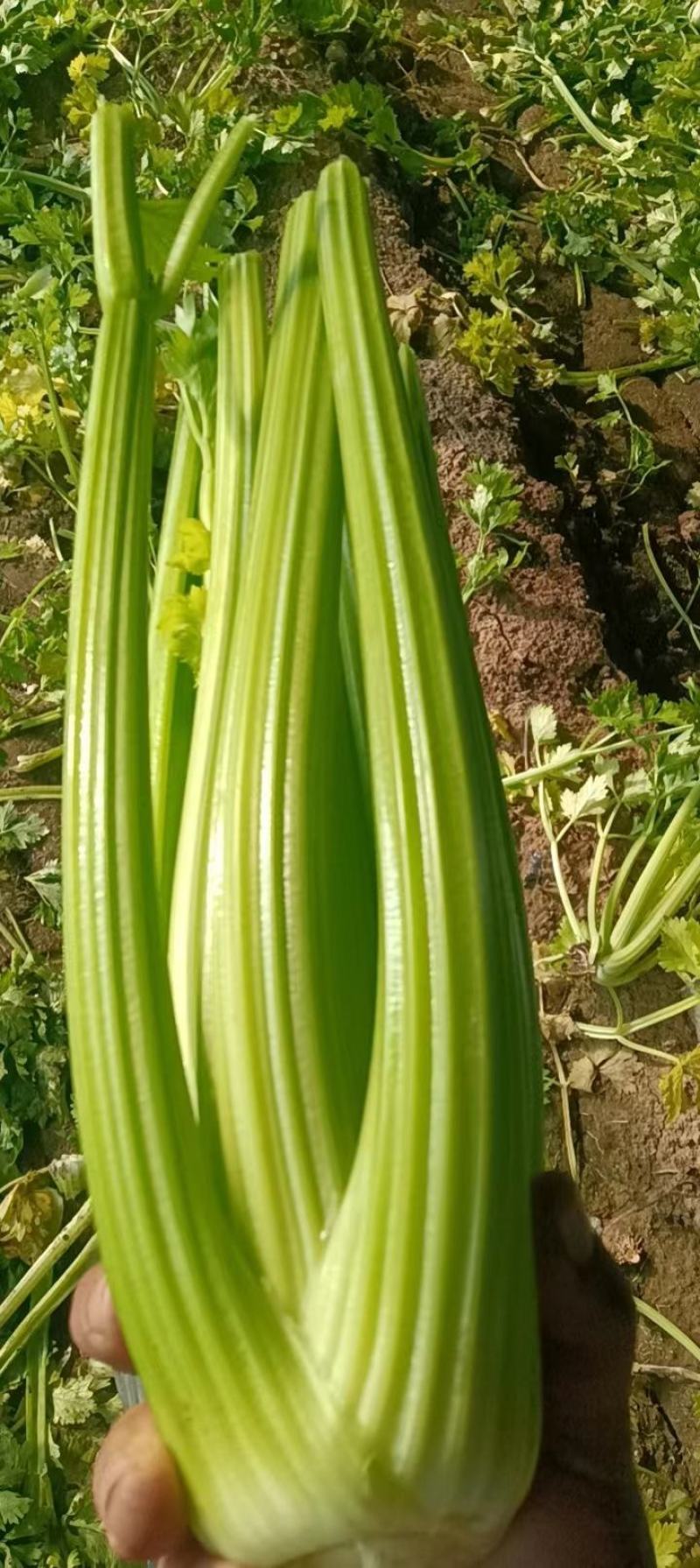 山东万亩大棚西芹山东芹菜实力代办按需分配包装提供优质服务