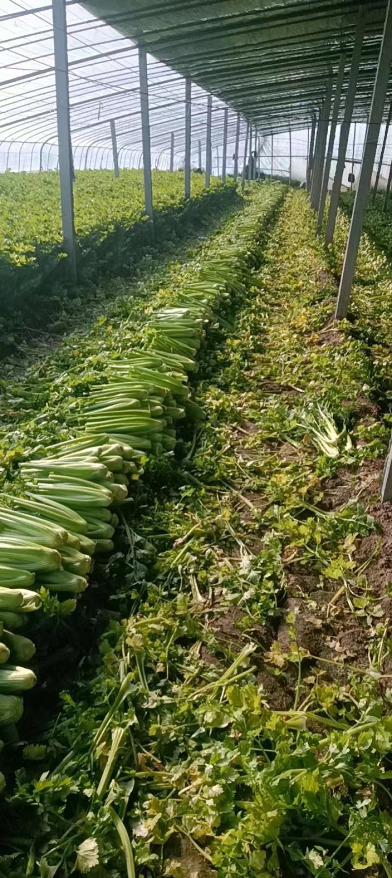 山东万亩大棚西芹山东芹菜实力代办按需分配包装提供优质服务