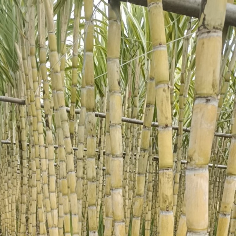 《实力商家》广东黄皮甘蔗，市场货电商货，榨汁黄皮