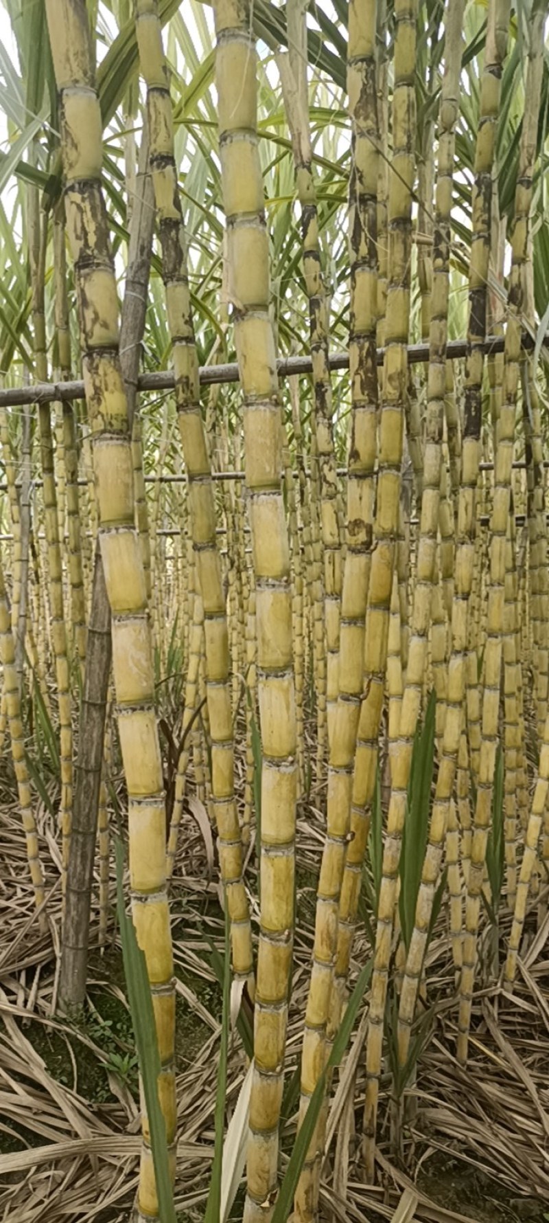《实力商家》广东黄皮甘蔗，市场货电商货，榨汁黄皮
